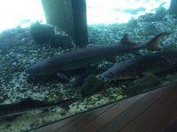 水族館1.jpg