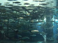 水族館2.jpg