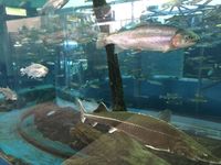 水族館3.jpg