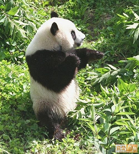 panda3.jpg